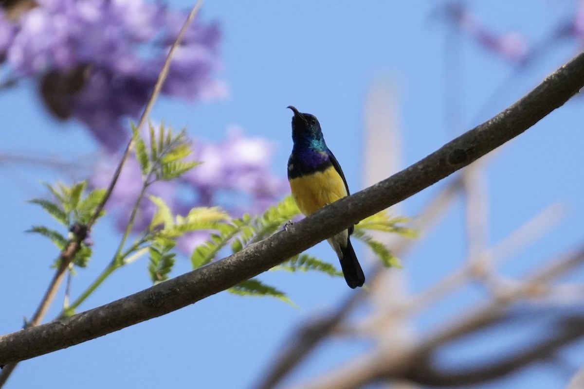 Variable Sunbird - ML643363396