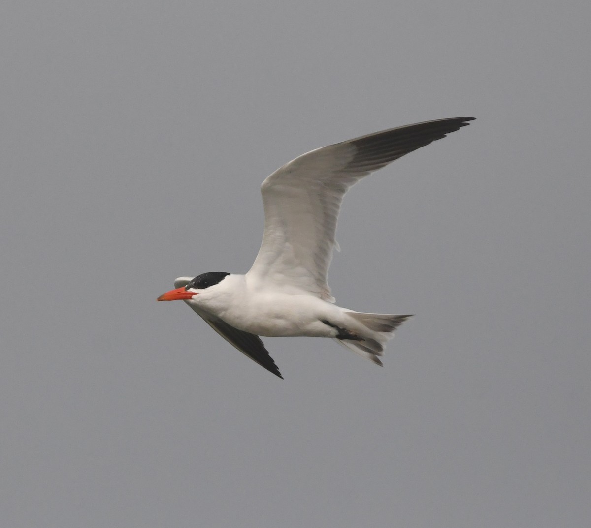 Caspian Tern - ML643363417
