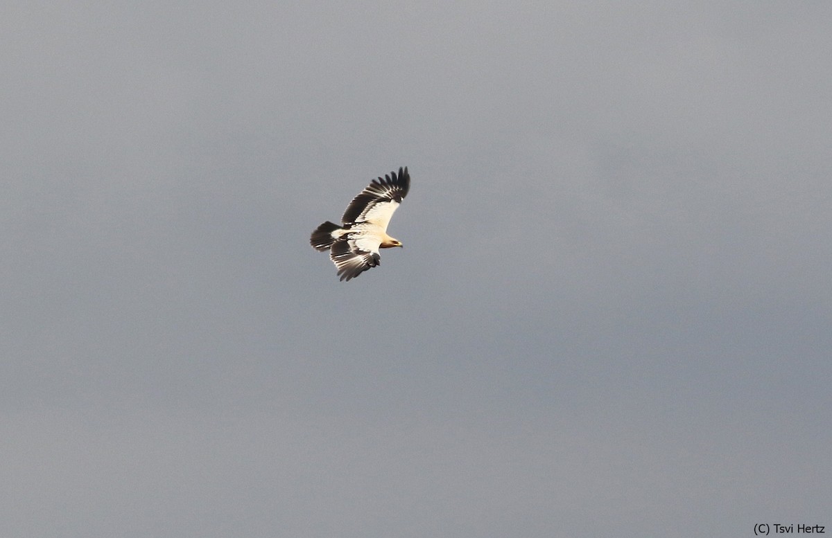עיט צפרדעים - ML643363418