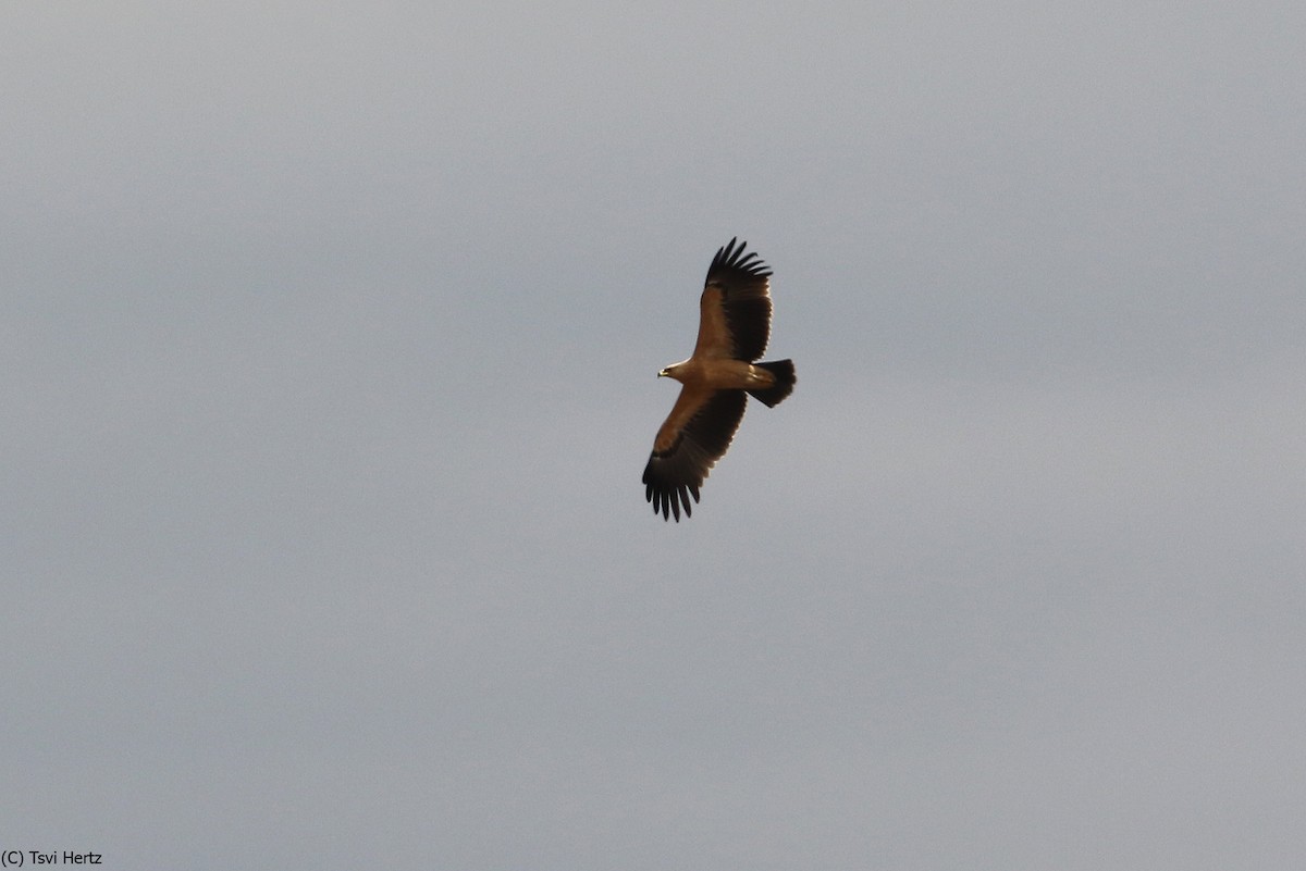 עיט צפרדעים - ML643363419