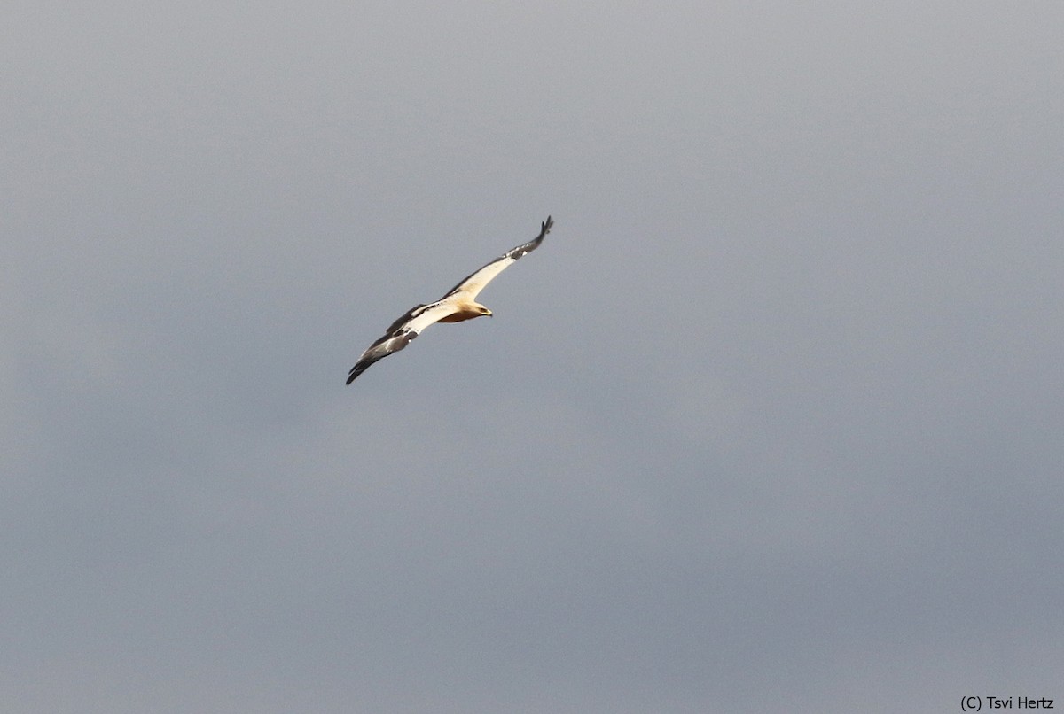 עיט צפרדעים - ML643363420