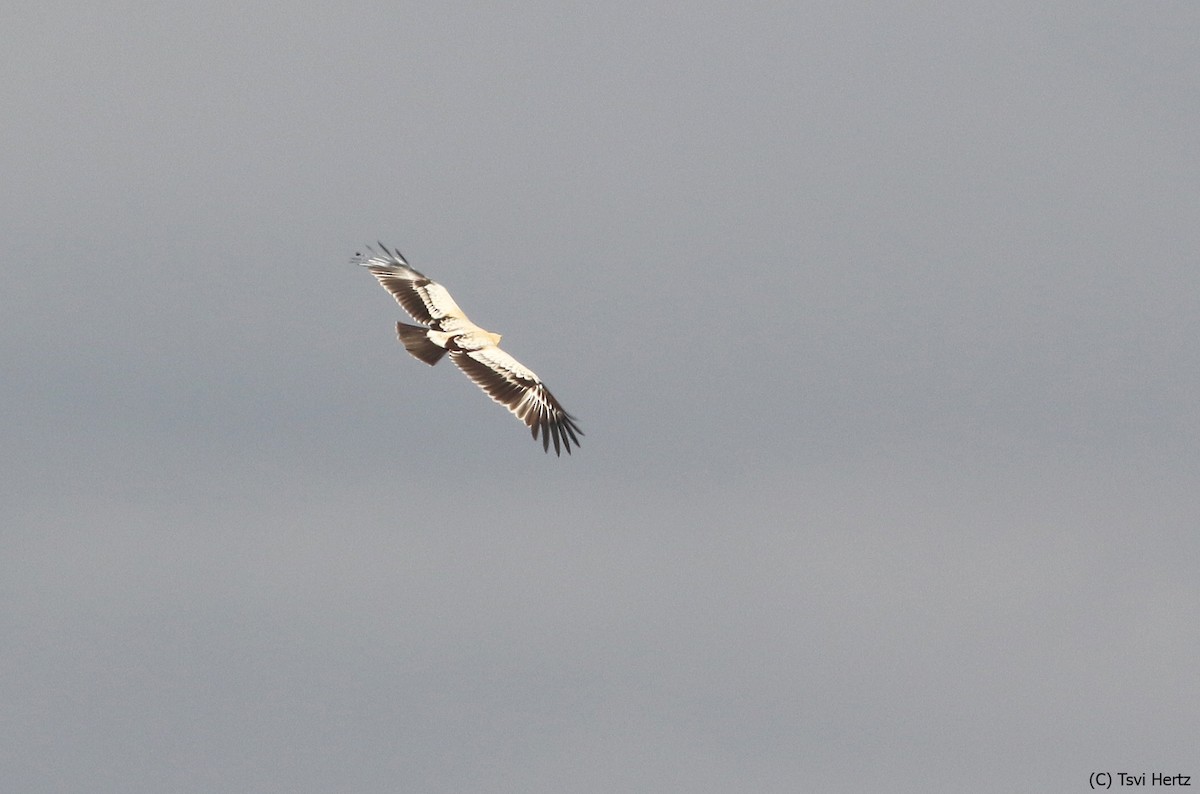 עיט צפרדעים - ML643363421