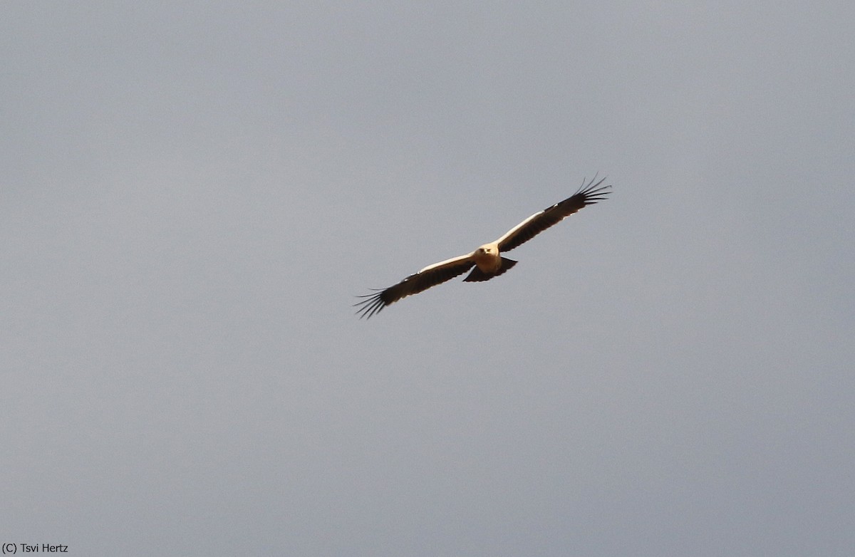 עיט צפרדעים - ML643363422