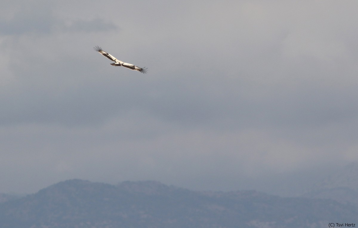 עיט צפרדעים - ML643363423