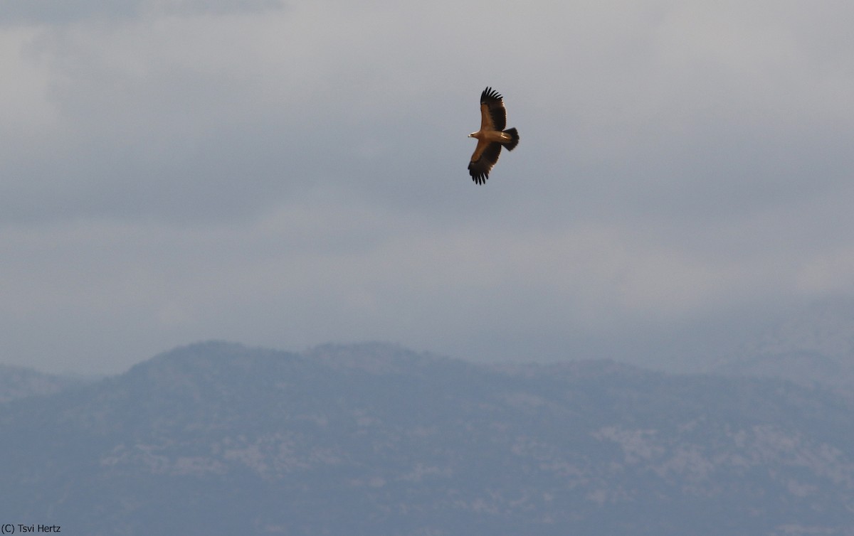 עיט צפרדעים - ML643363424