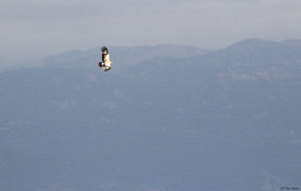 עיט צפרדעים - ML643363425