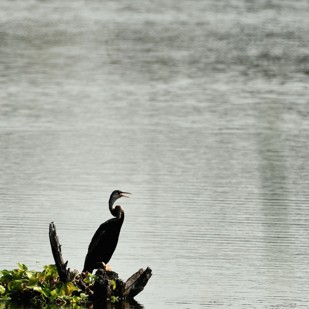 Oriental Darter - ML643363430
