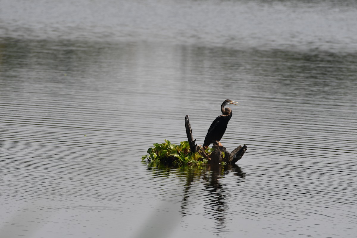 Oriental Darter - ML643363431