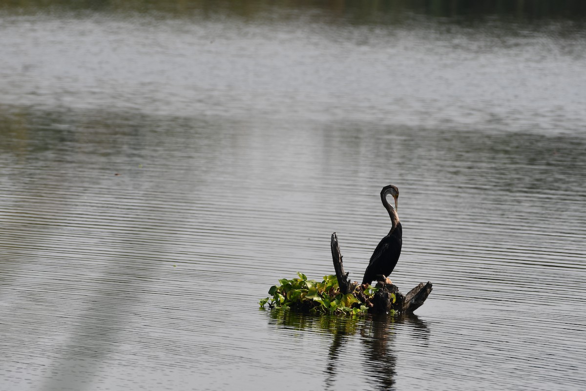 Oriental Darter - ML643363432