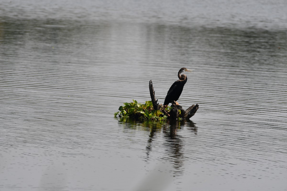 Oriental Darter - ML643363433