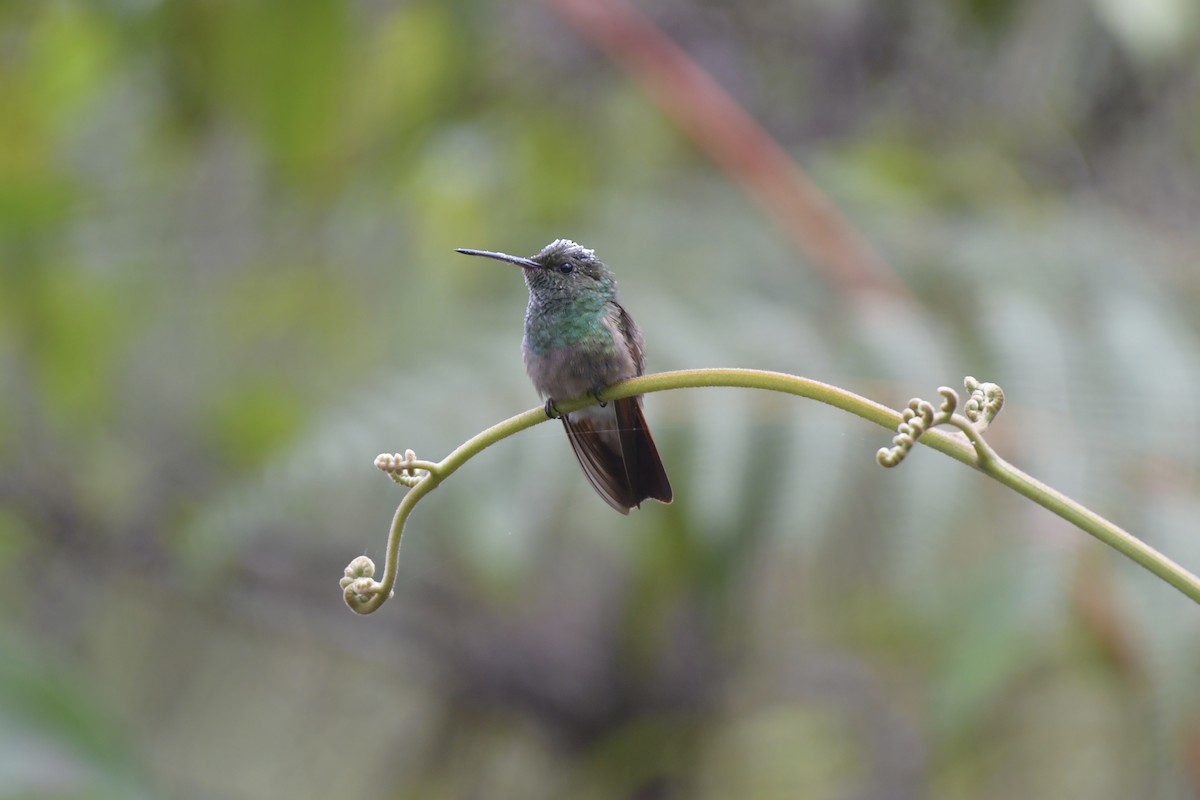 Berylline Hummingbird - ML643363435