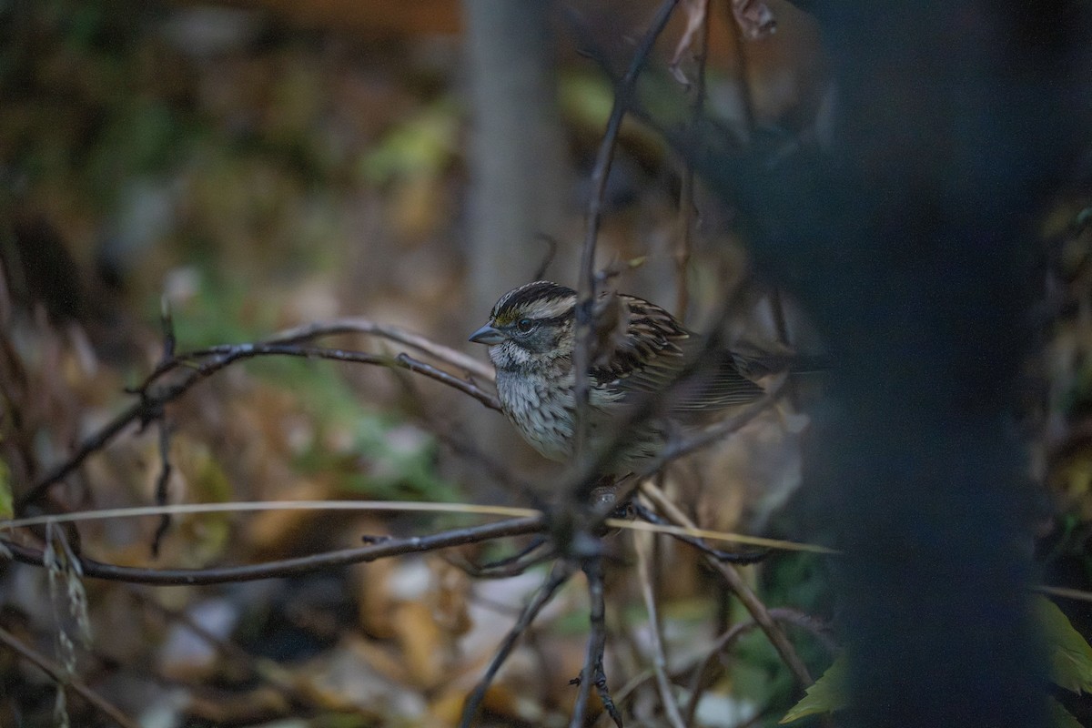 White-throated Sparrow - ML643363437