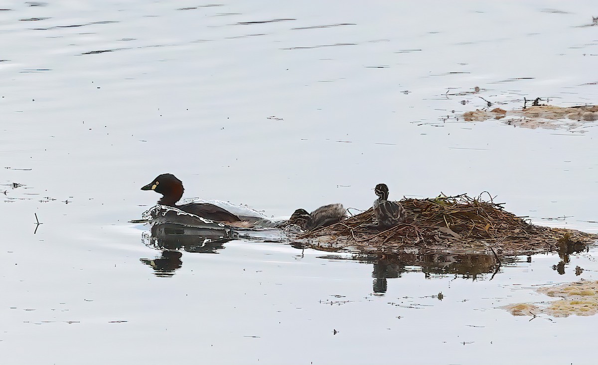 Australasian Grebe - ML643363445