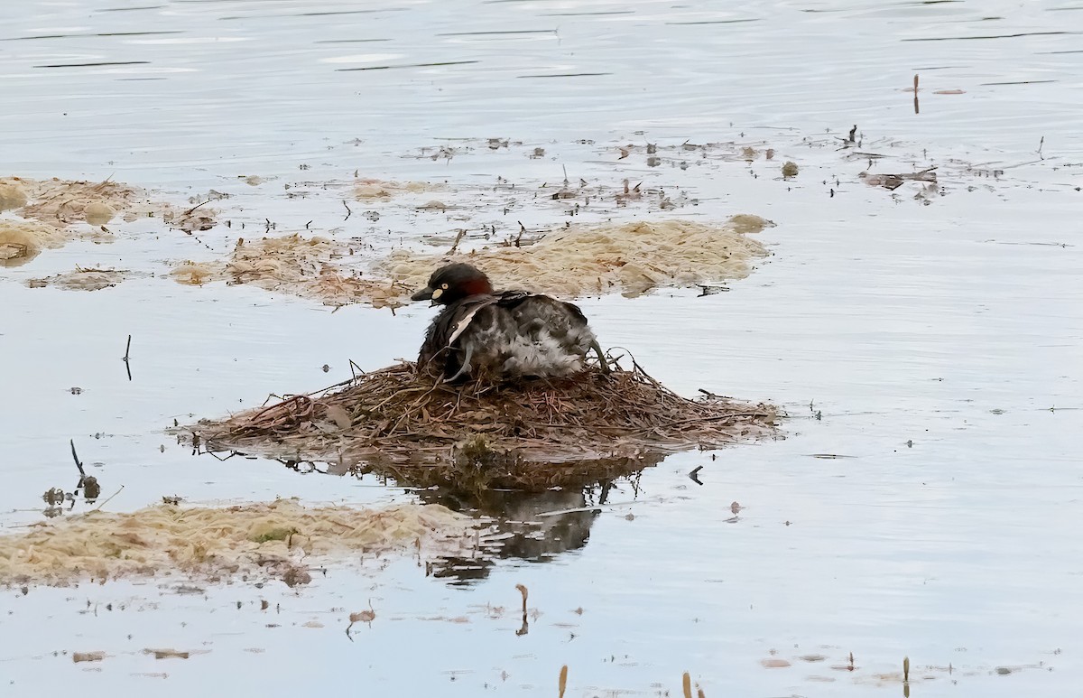 Australasian Grebe - ML643363446