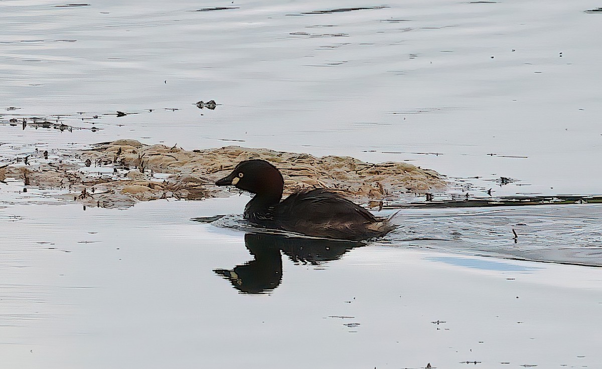 Australasian Grebe - ML643363447