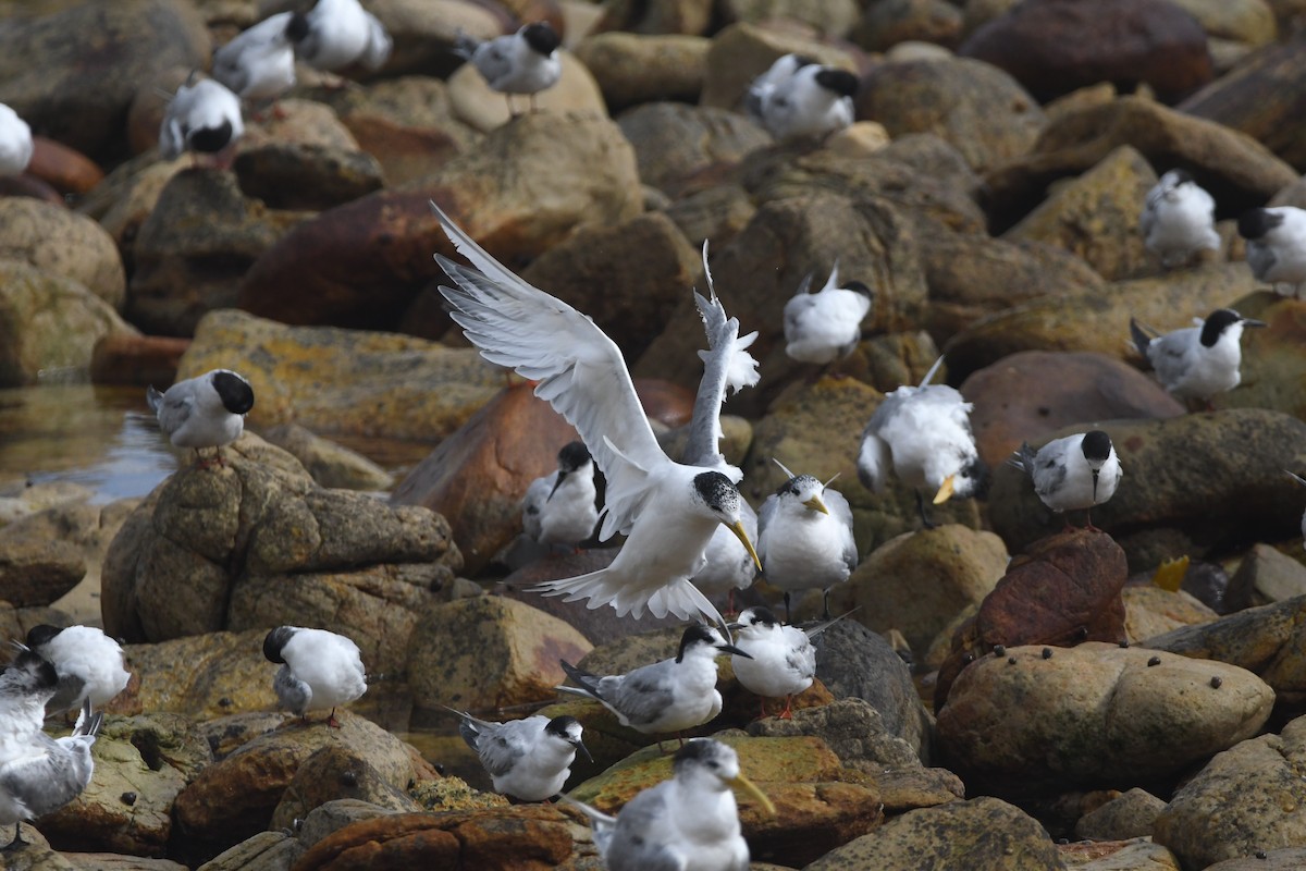 Great Crested Tern - ML643363449