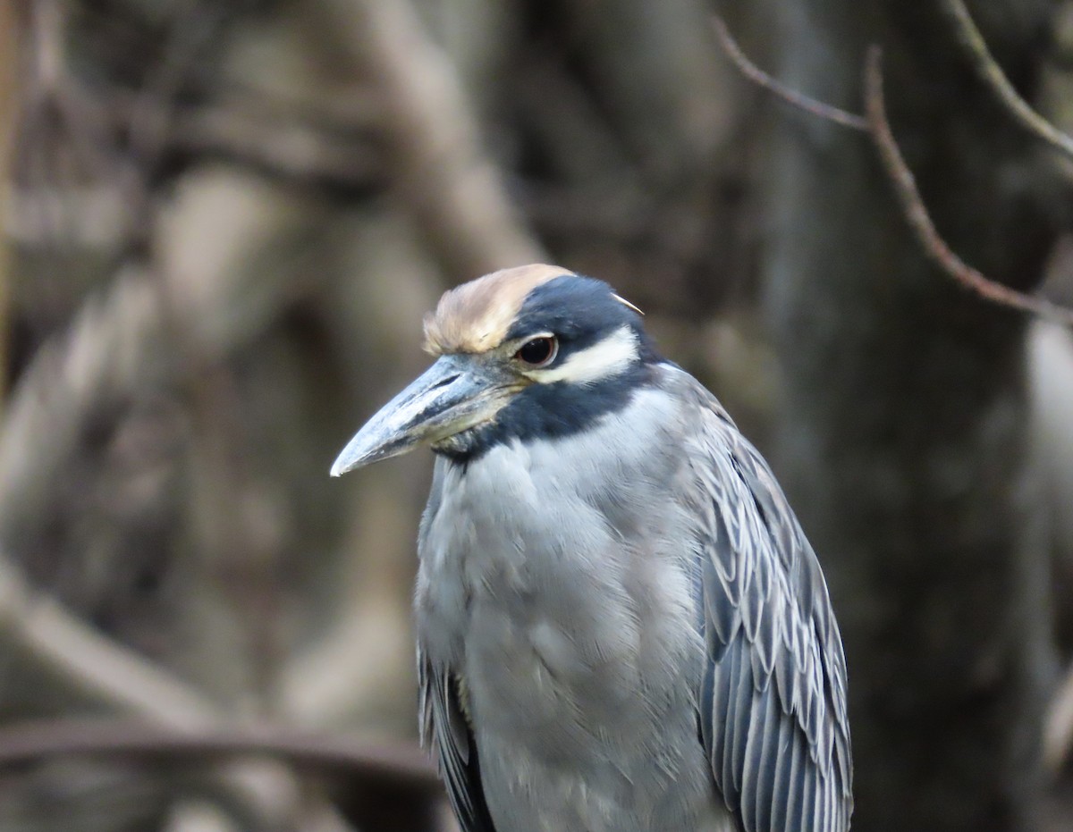 Yellow-crowned Night Heron - ML643363465