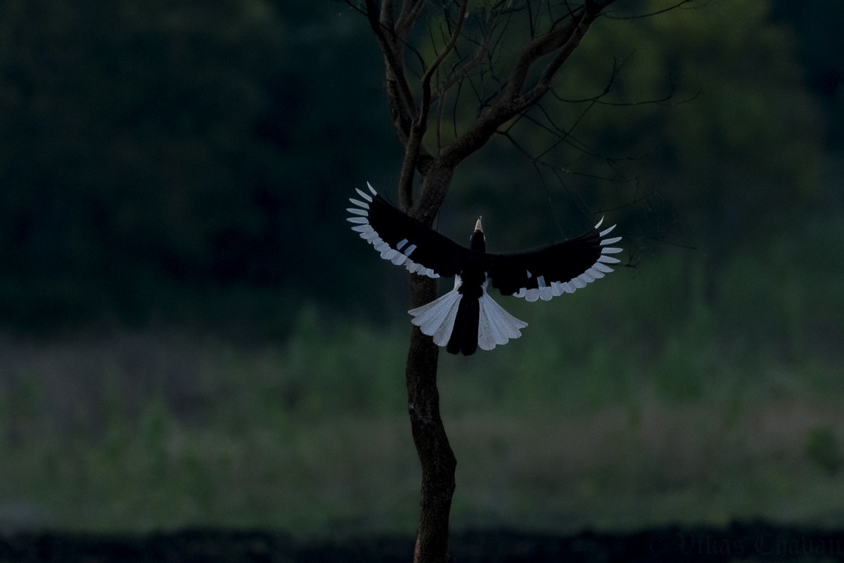 カササギサイチョウ - ML643363475