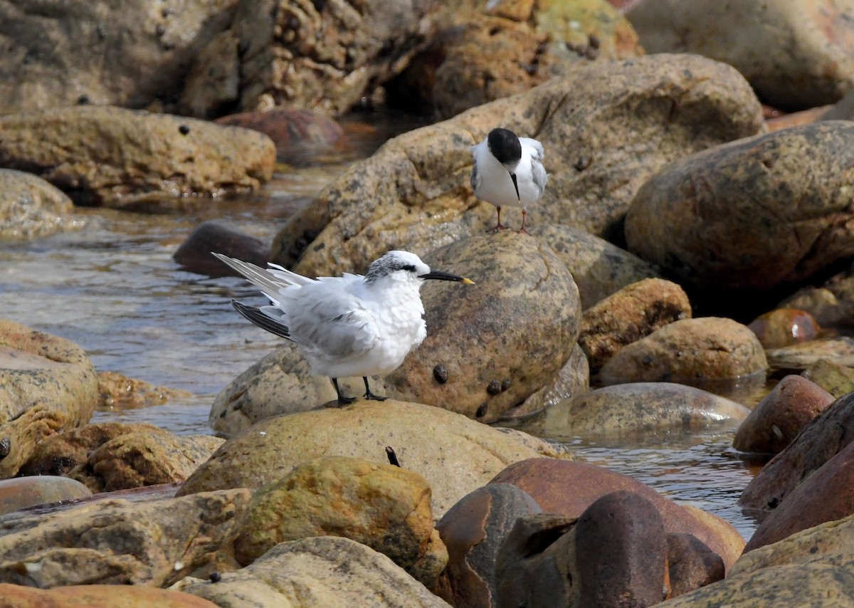 Sandwich Tern (Eurasian) - ML643363476