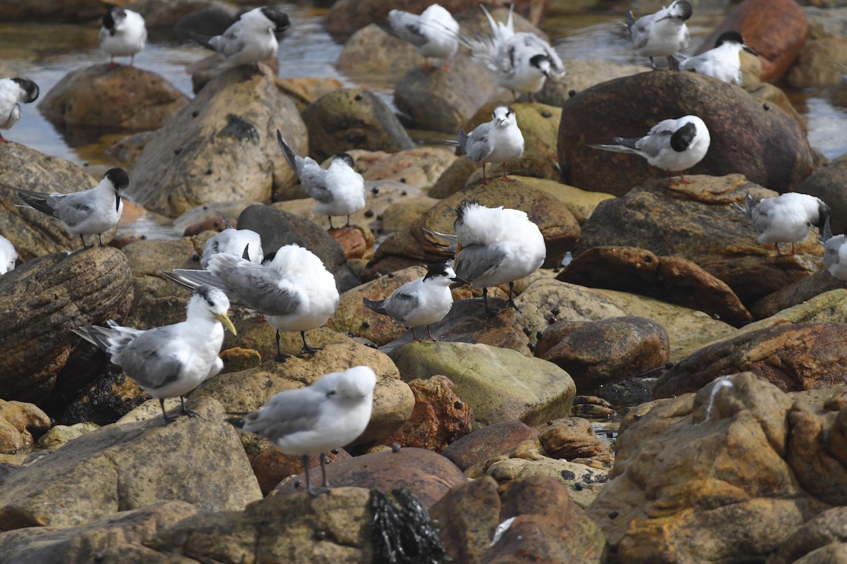 Common Tern - ML643363479