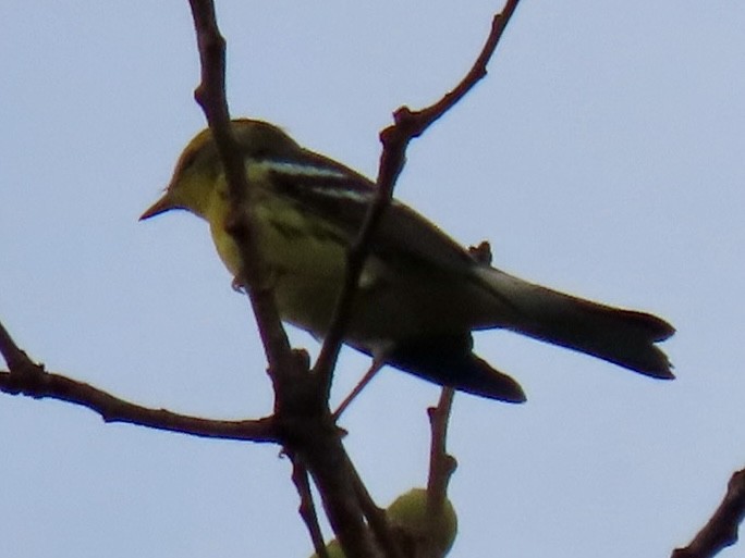Blackburnian Warbler - ML643363483