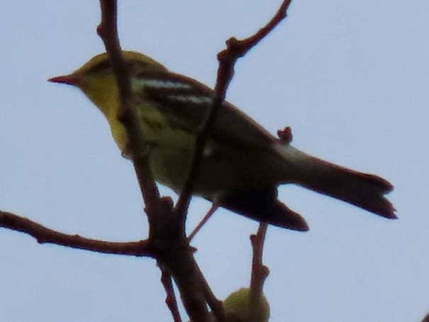 キマユアメリカムシクイ - ML643363485