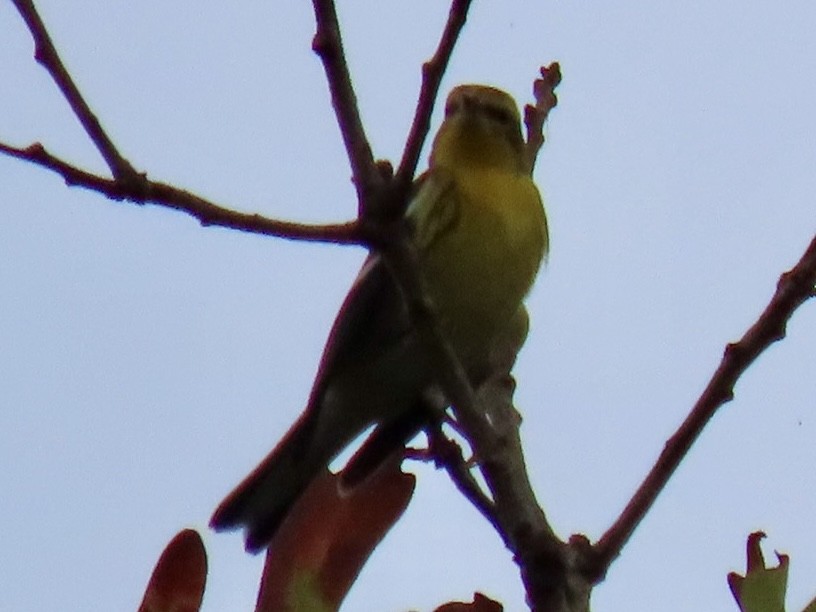 Blackburnian Warbler - ML643363486