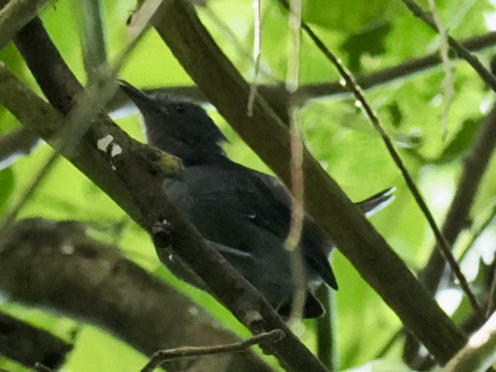 Plain-winged Antshrike - ML643363487
