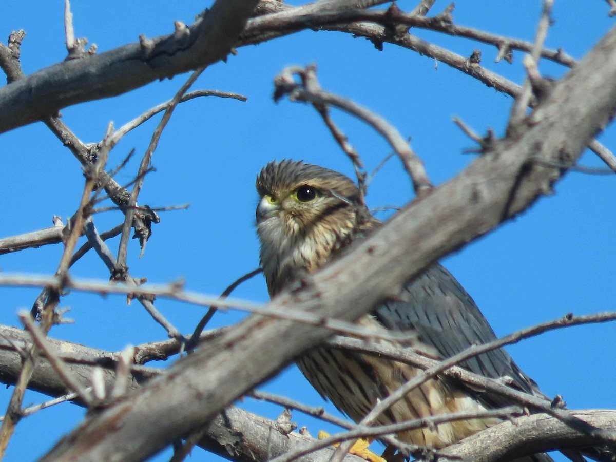 Merlin - ML643363488