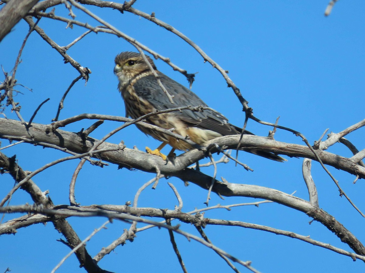 Merlin - ML643363489