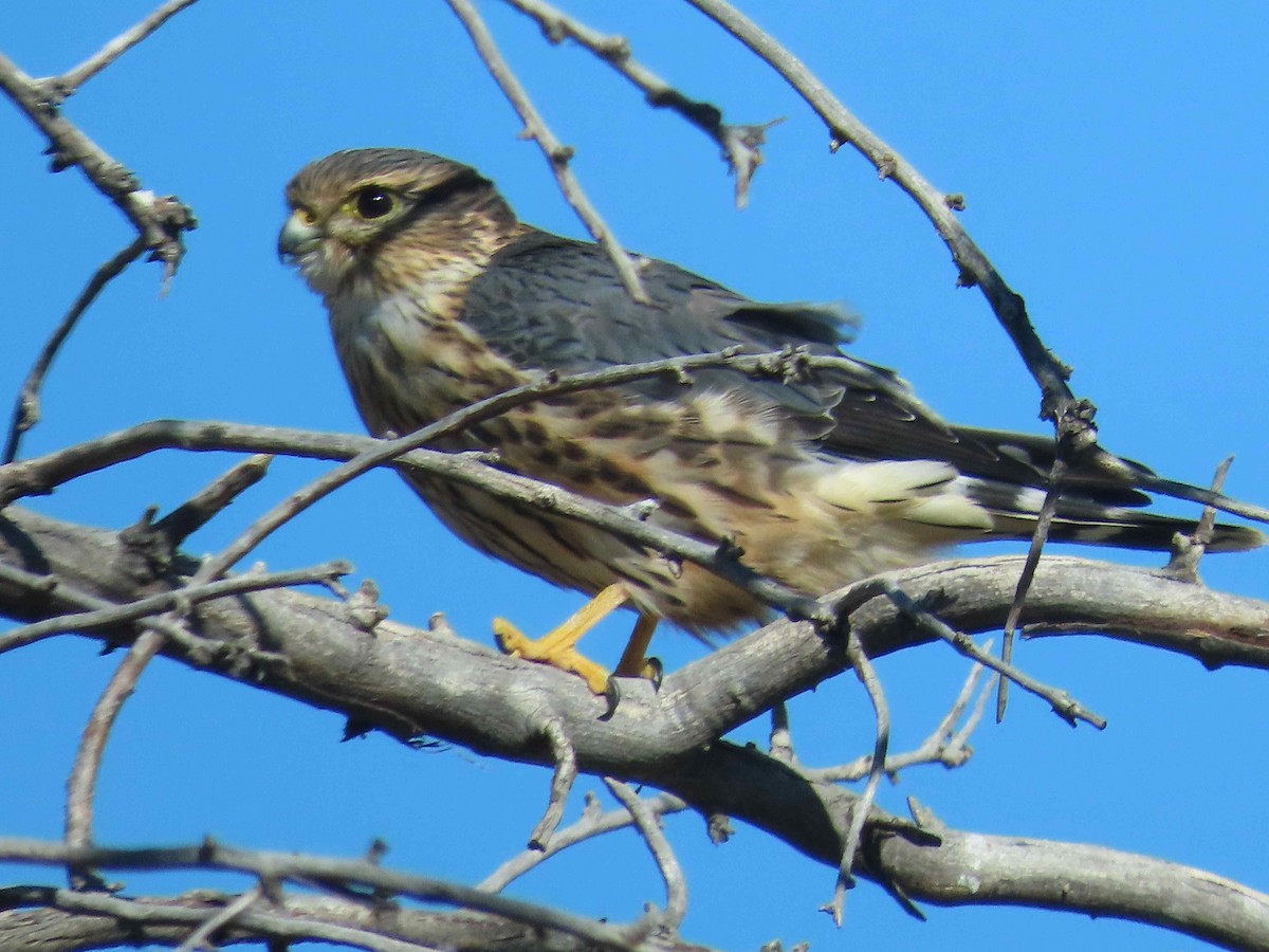 Merlin - ML643363490