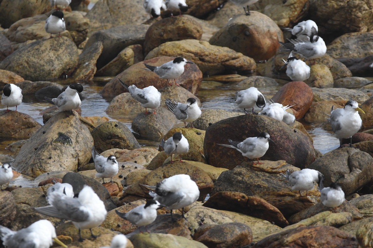 Common Tern - ML643363491
