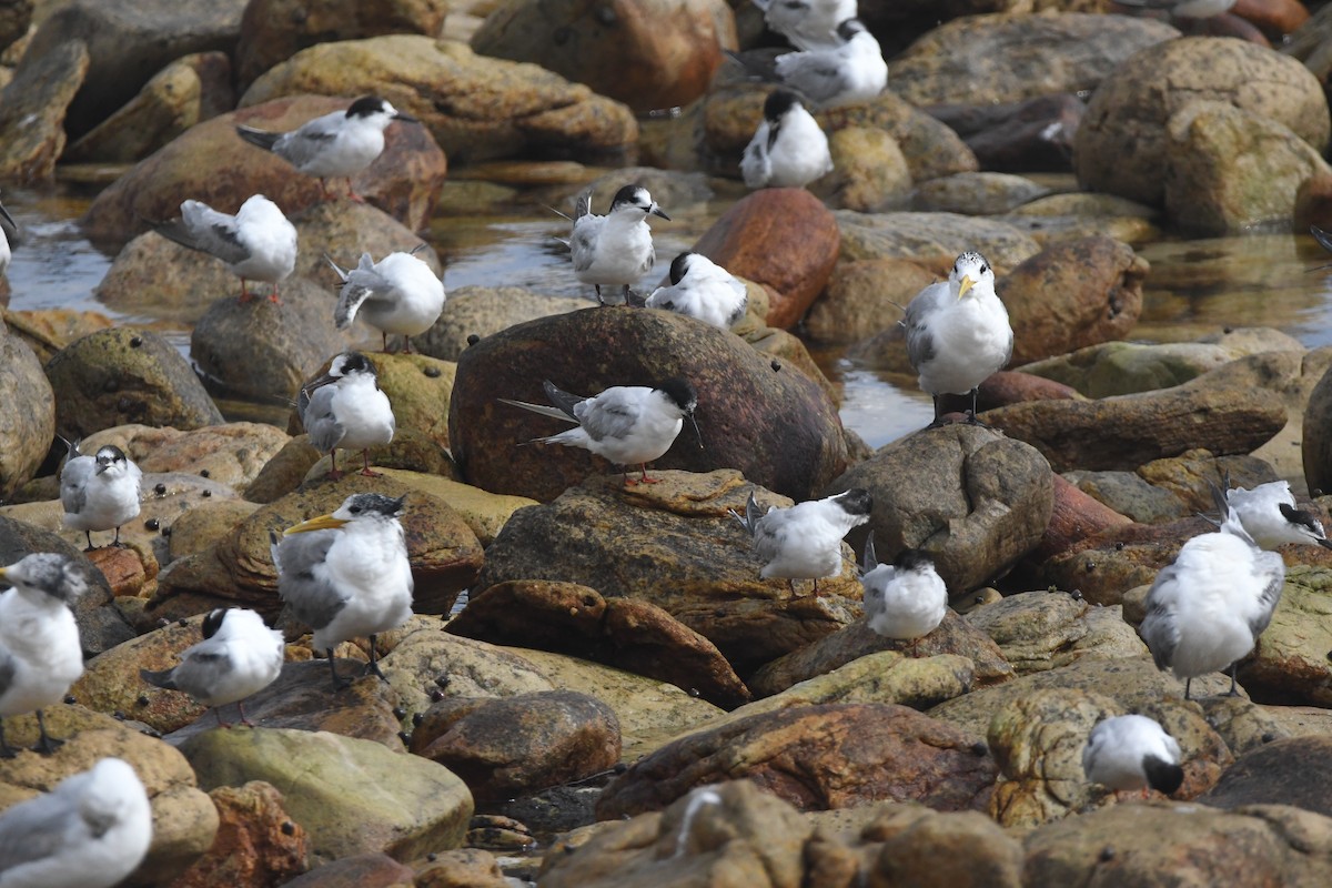 Common Tern - ML643363495