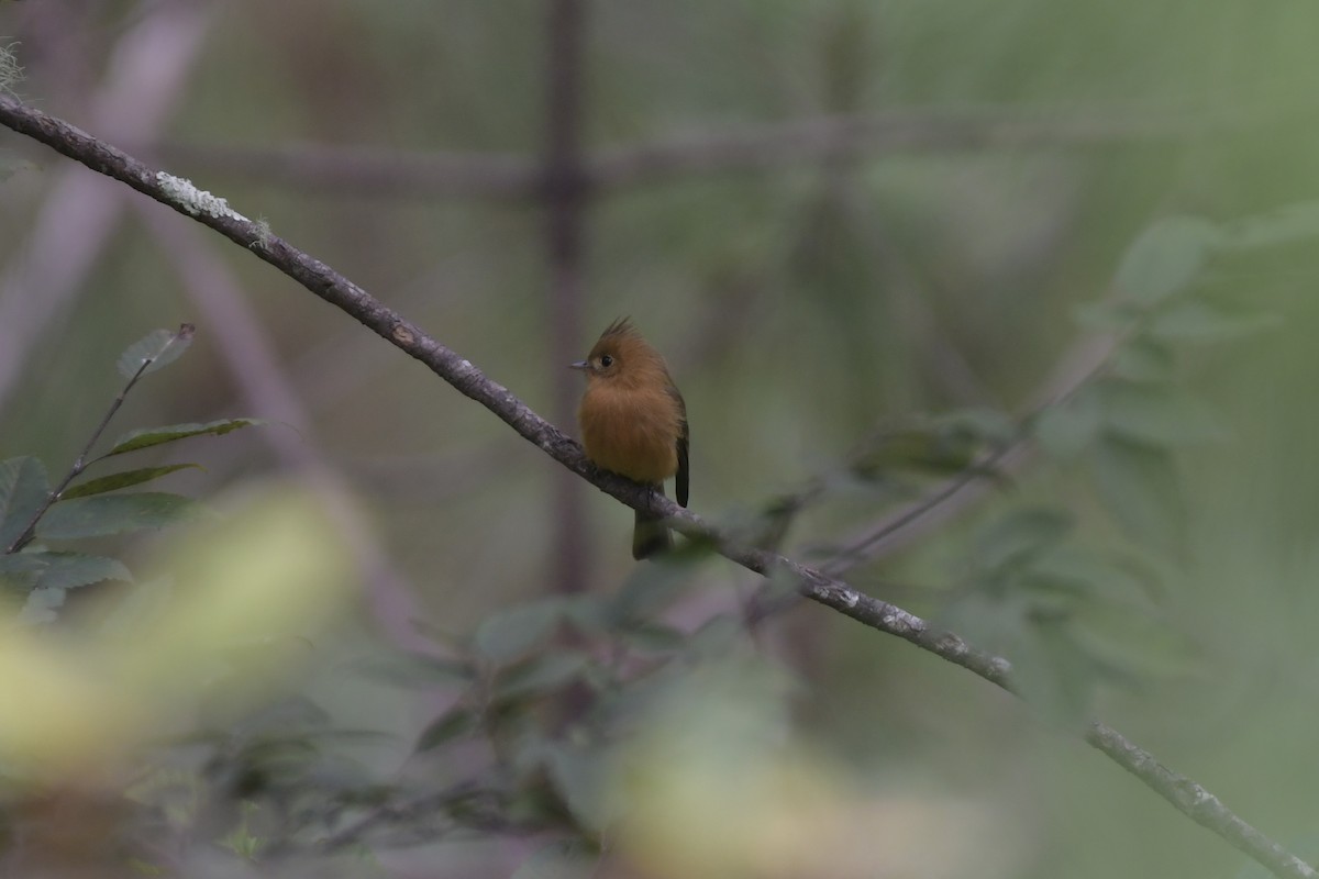 Tufted Flycatcher - ML643363514