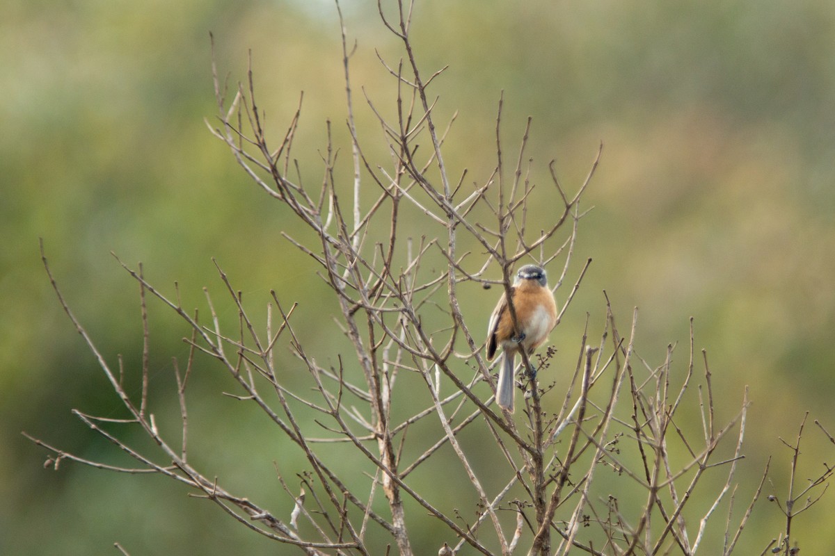 Gray-backed Tachuri - ML643363520