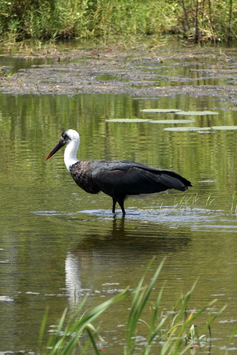 dunhalsstork - ML643363528