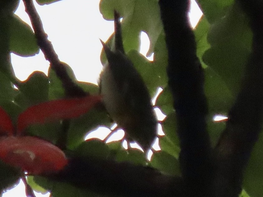 Northern Parula - ML643363529
