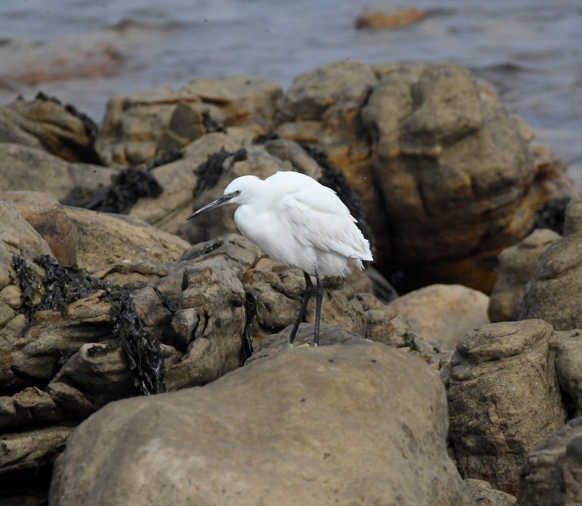 Little Egret (Western) - ML643363532