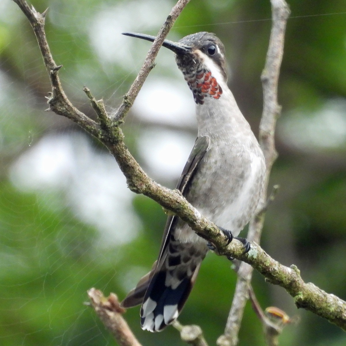 Plain-capped Starthroat - ML643363541