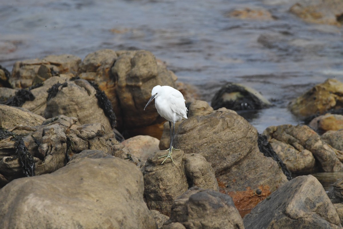 Little Egret (Western) - ML643363545