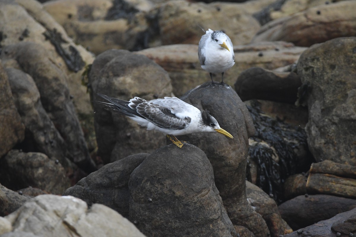 Great Crested Tern - ML643363558
