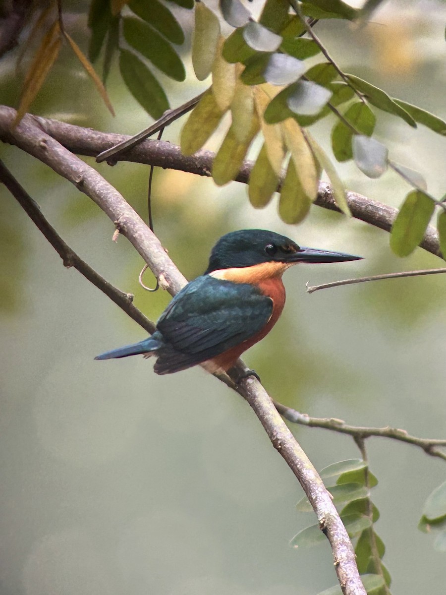 American Pygmy Kingfisher - ML643363578