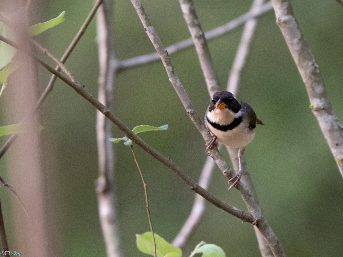 Saffron-billed Sparrow (Gray-backed) - ML643363585