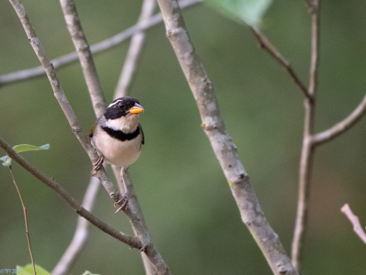 Saffron-billed Sparrow (Gray-backed) - ML643363587