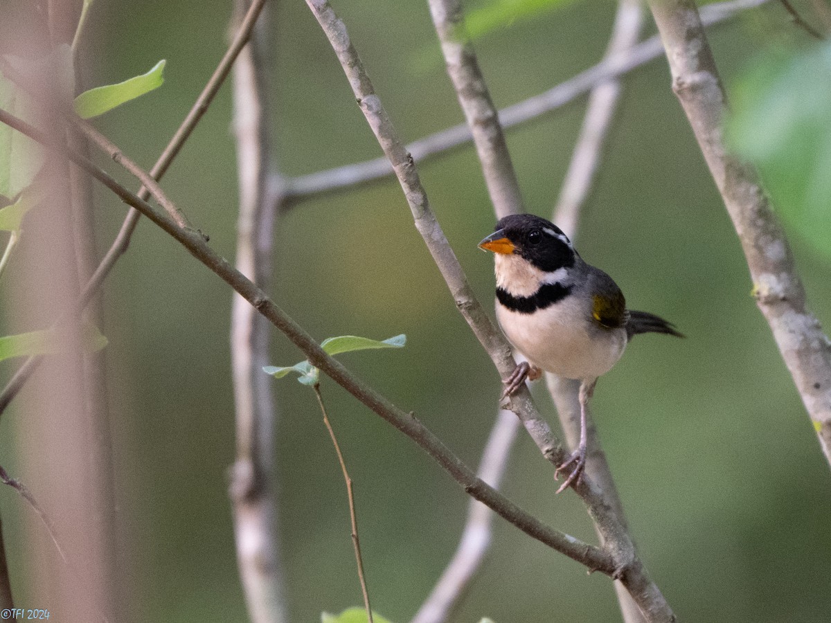 Saffron-billed Sparrow (Gray-backed) - ML643363589
