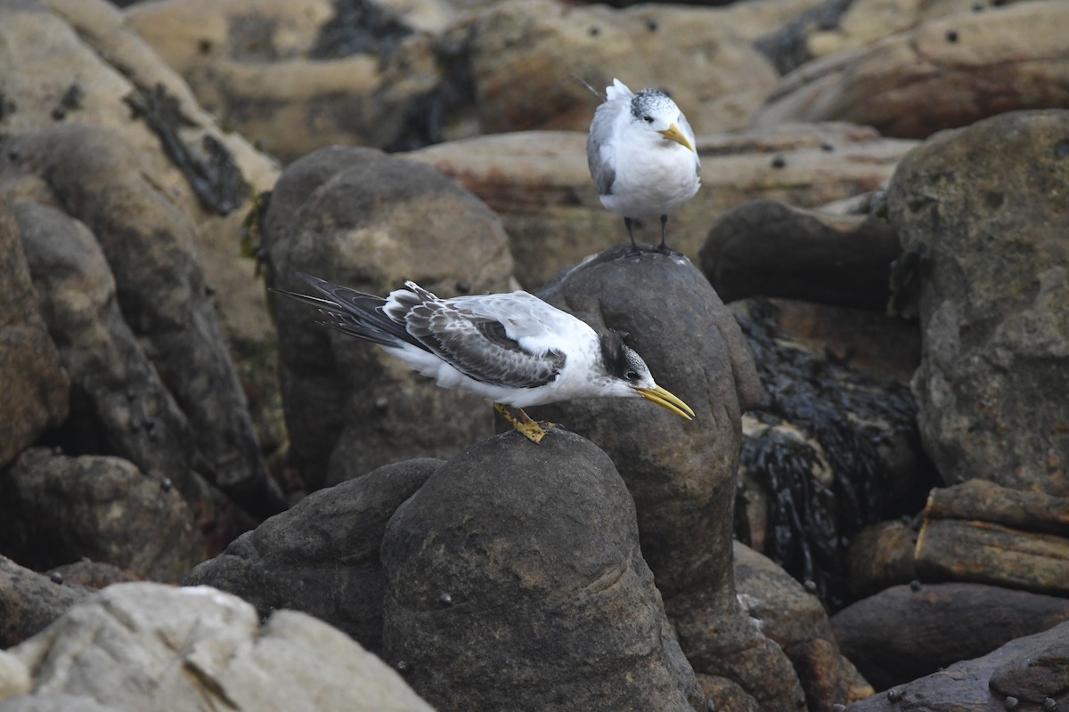 Great Crested Tern - ML643363591