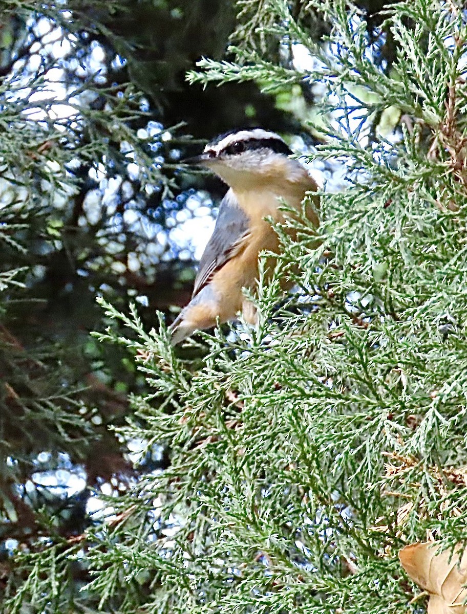 Trepador Canadiense - ML643363594