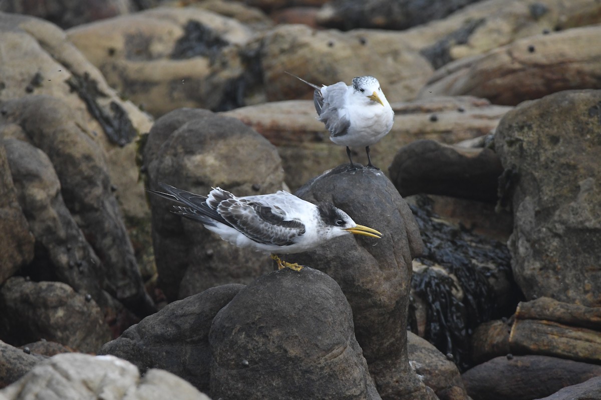 Great Crested Tern - ML643363597