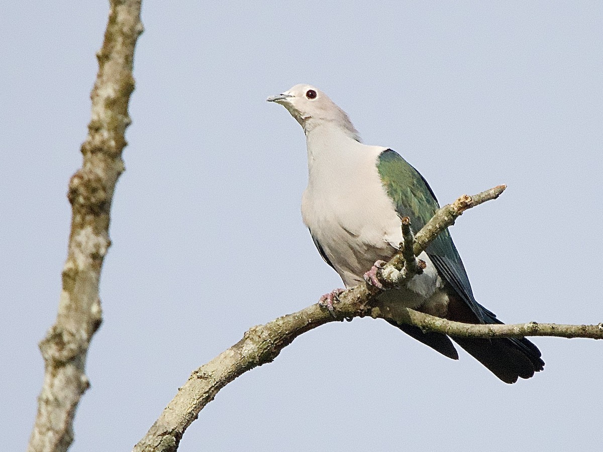 Green Imperial-Pigeon - ML643363598