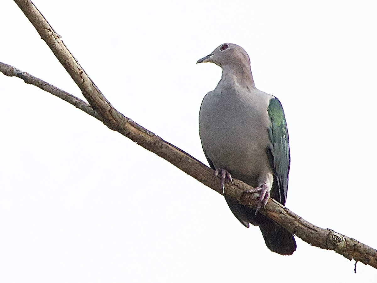 Green Imperial-Pigeon - ML643363599